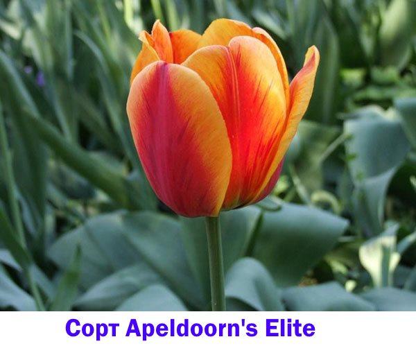 Tulpencultivar Apeldoorn's Elite