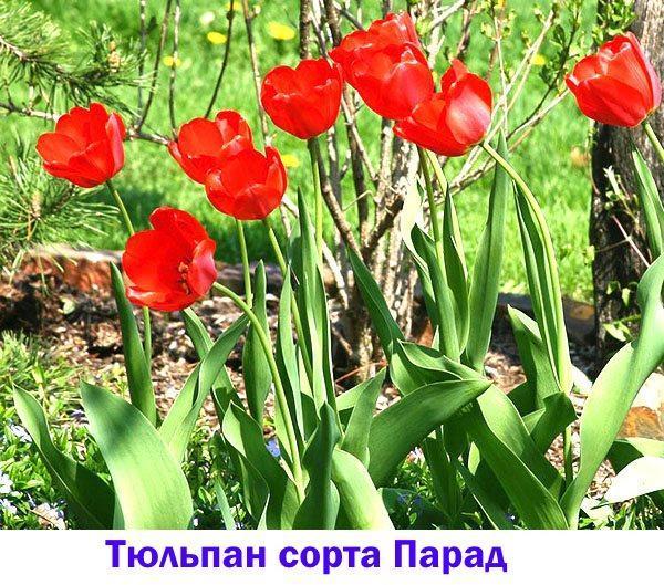 Tulpenparade