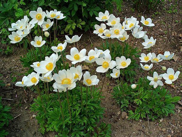 anemonen bloeien in het bloembed