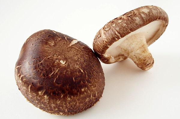 shiitake houtachtige lamellaire paddenstoel