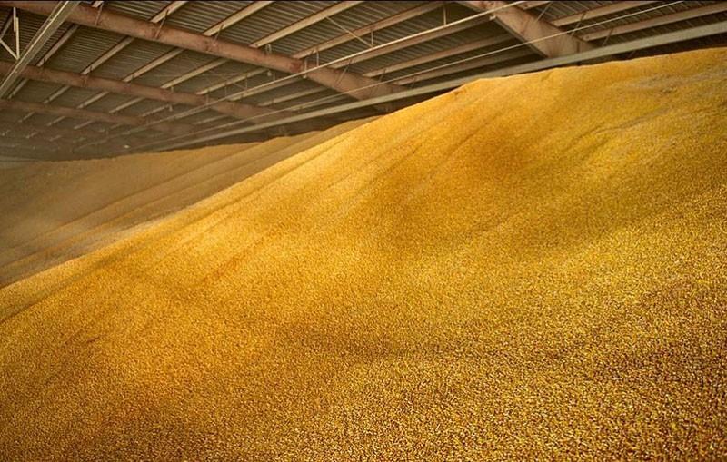 opslag van maïs in hangars