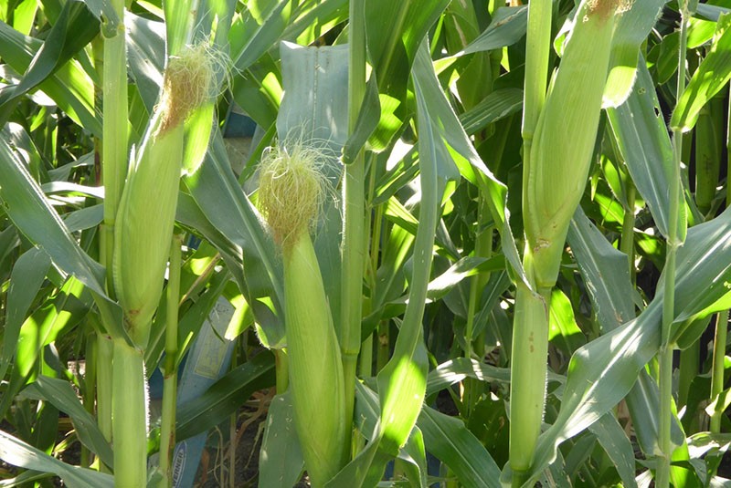 faze sazrijevanja kukuruza
