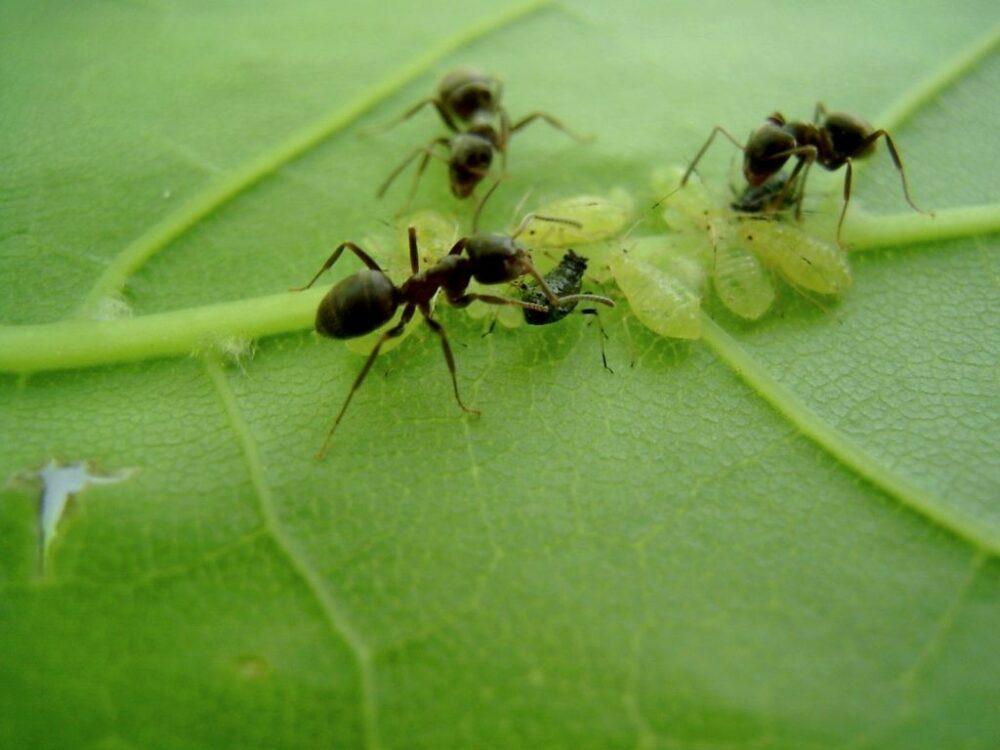 mieren dragen bladluizen
