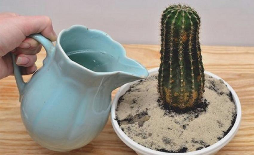een cactus water geven