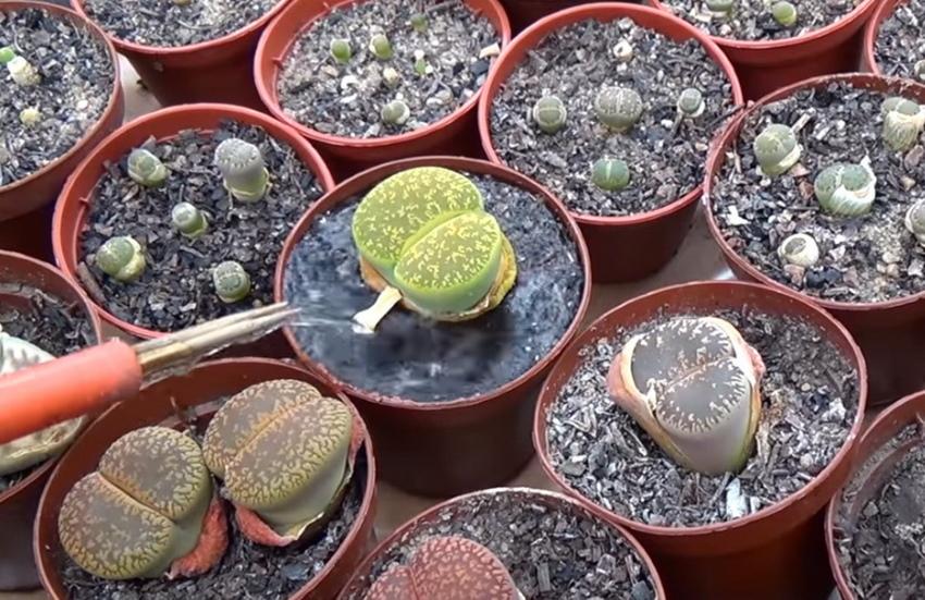 lithops water geven