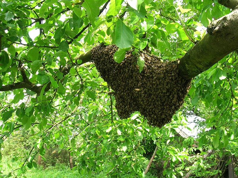 divlje pčele u svom prirodnom okruženju