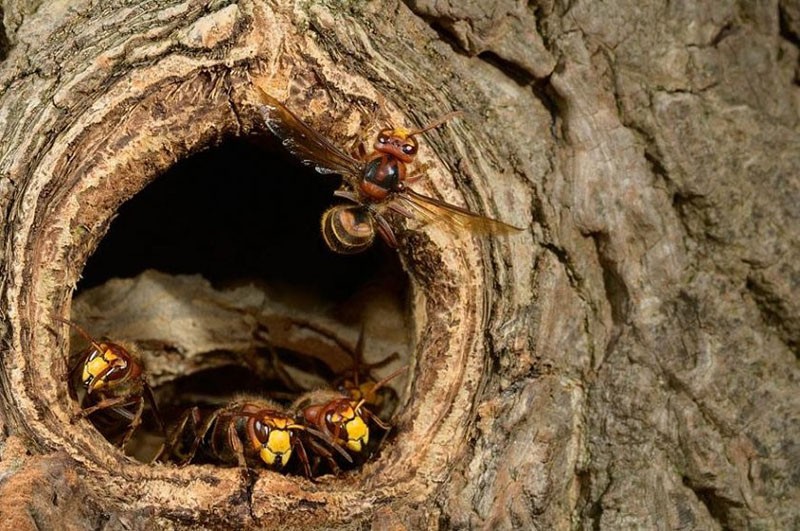 divlje pčele opremaju šupljinu