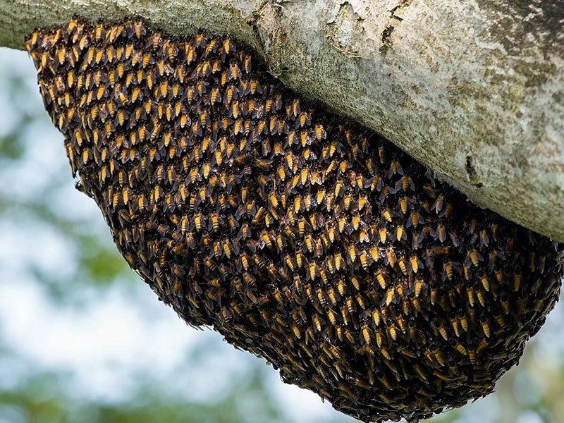 pčelinje gnijezdo u šumi