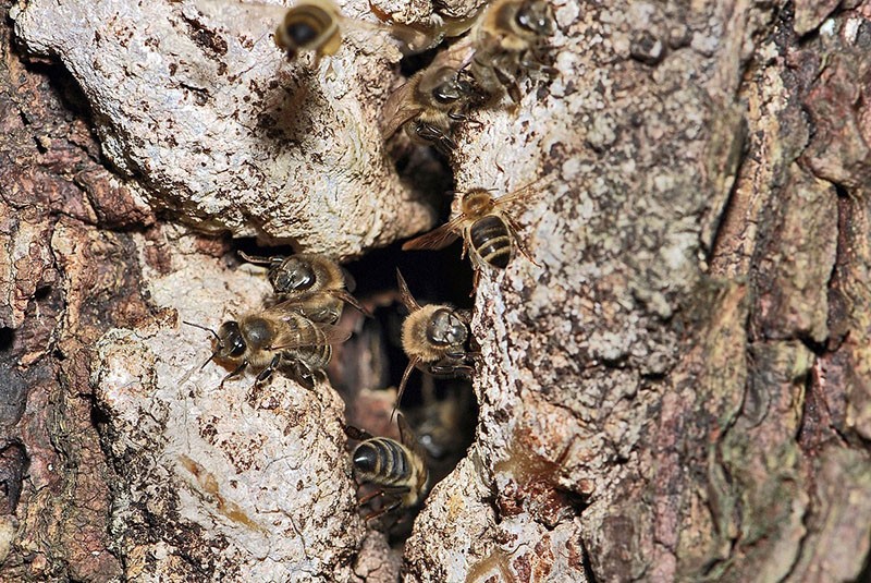 raspored pčelinjaka