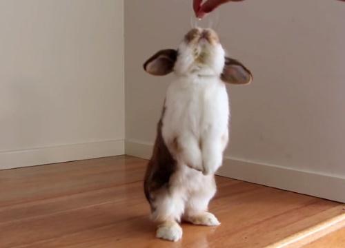 konijn doet een handstand