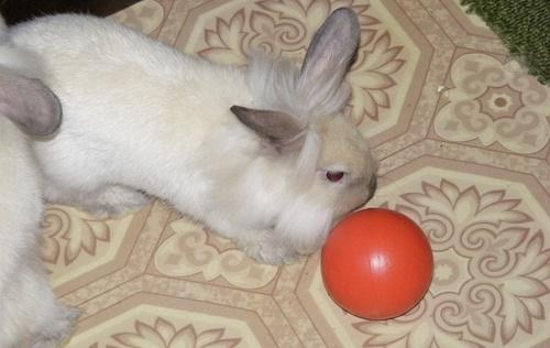 konijn aan het spelen met de bal