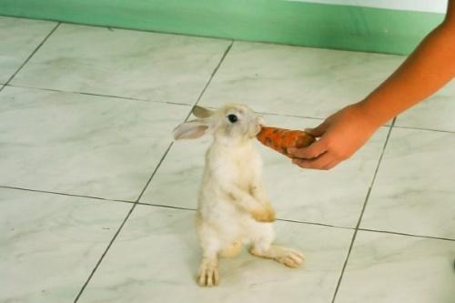 hoe konijnen te trainen