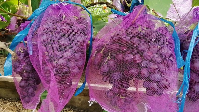 zaštita grožđa