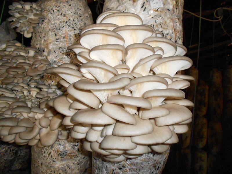 domaće gljive bukovače