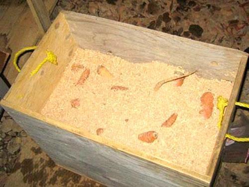 Čuvanje dinja u kutiji od piljevine