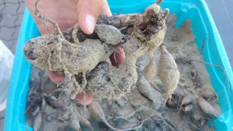 Hoe bewaart u dahlia's in zandbakken in de winter?