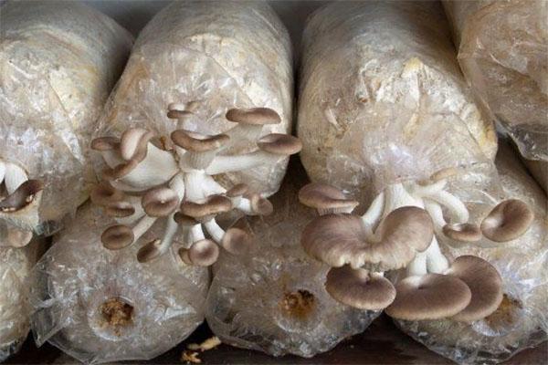 paddenstoelen kweken in zaagsel