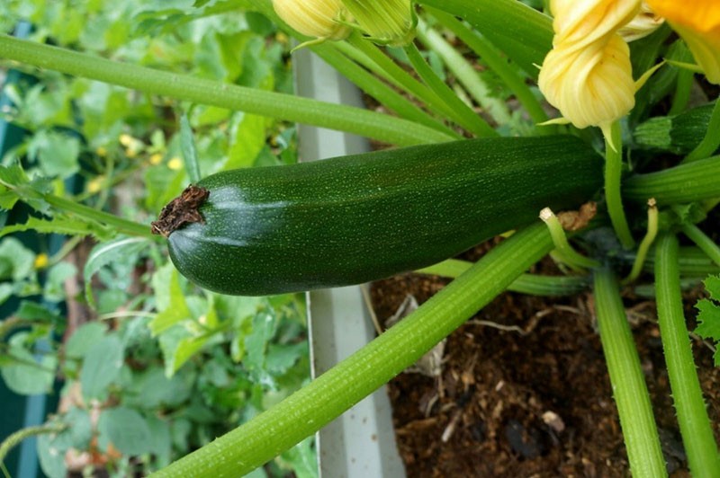 courgette courgette donkergroen
