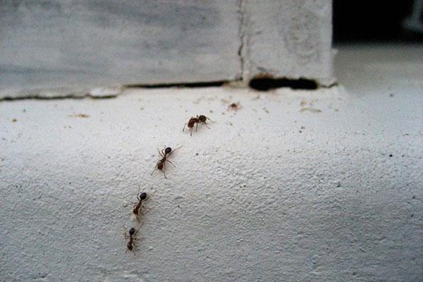 kretanje mrava
