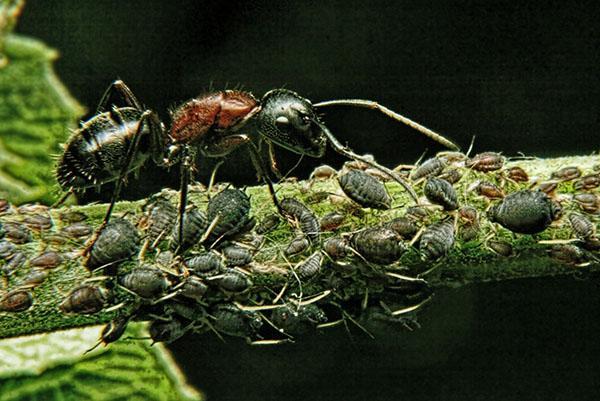bladluisverspreider mier