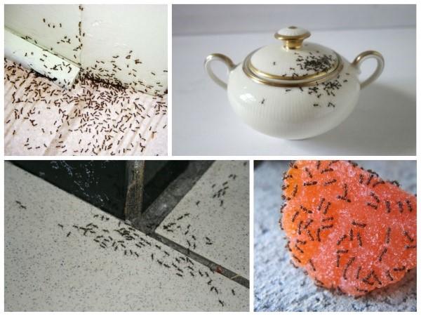hoe zich te ontdoen van mieren in huis
