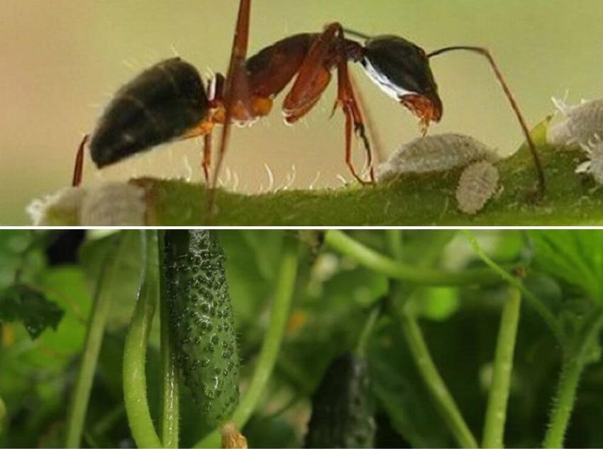 kako se riješiti mrava u krastavcima