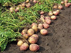 Schone aardappelen