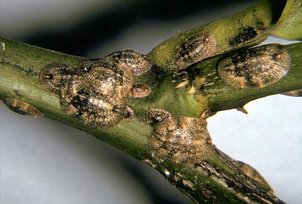 Insekt ljuskice nanosi nepopravljivu štetu biljci