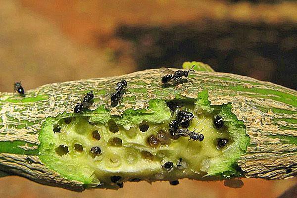 Mieren aten de stam van een citroen