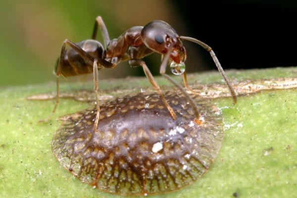 Schaalinsect en mier