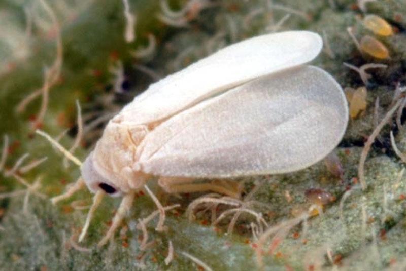 staklenička bijela mušica