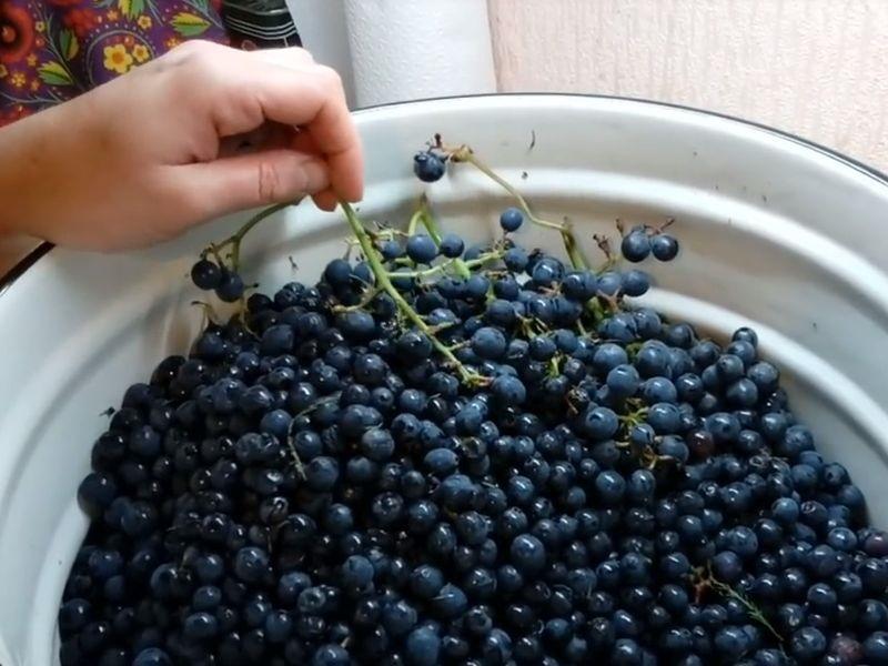 druiven voor wijn