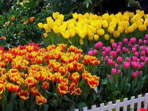 tulipani u gredici