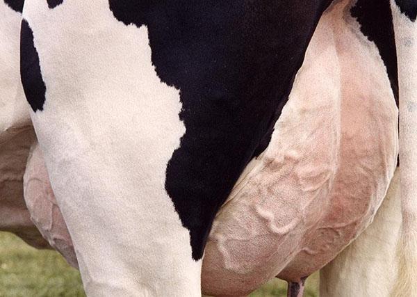 Ne možete piti mlijeko od bolesne krave
