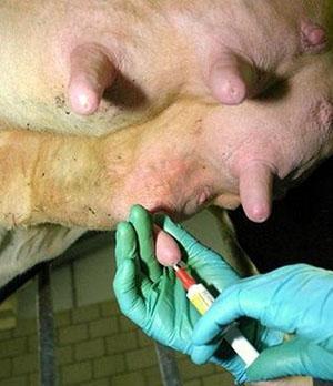 Liječenje mastitisa kod krave