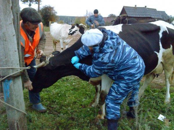 Bepaling van burcellose bij een koe