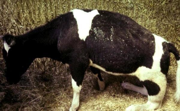 Een koe heeft postpartum parese