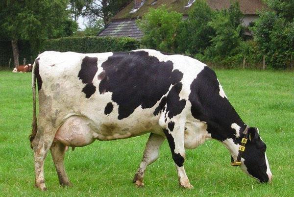 Grazende koe met hemorragische mastitis