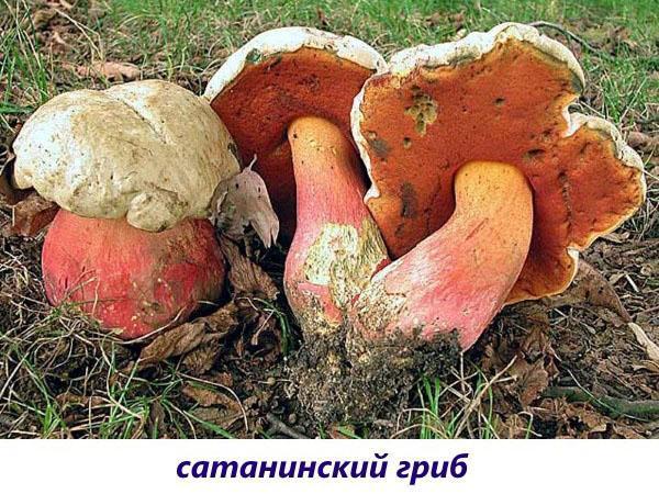 satanische paddenstoel