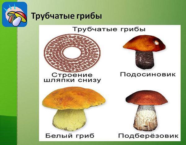 structuur van buisvormige champignons