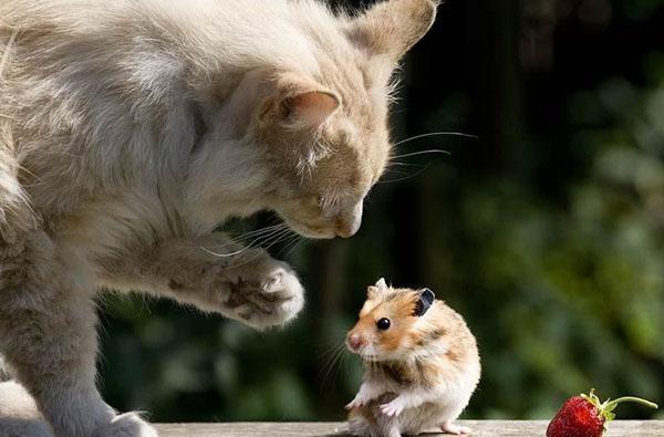 kat versus muizen