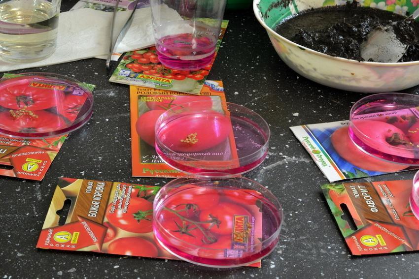 hoe tomatenzaden te verwerken voor het zaaien?