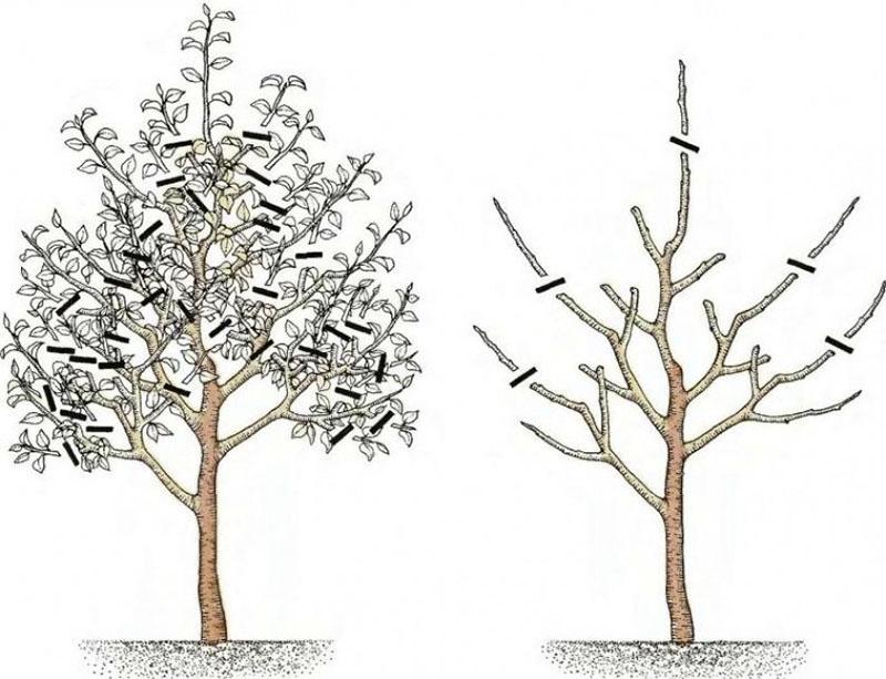 het vormen van de kroon van de boom