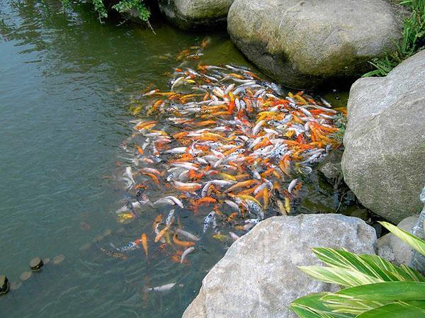 hranjenje ribe u kućnom jezercu