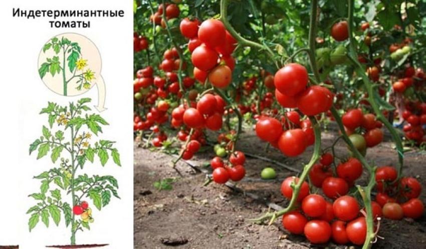 onbepaalde tomaten