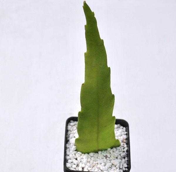 rastući epiphyllum