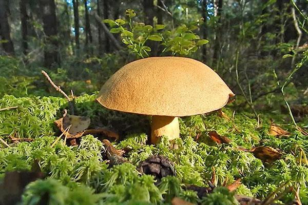 paddenstoelen van het geslacht Boletovs