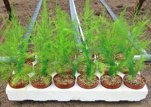 Voortplanting van asperges door stekken