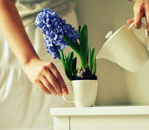 hoe hyacint water te geven?