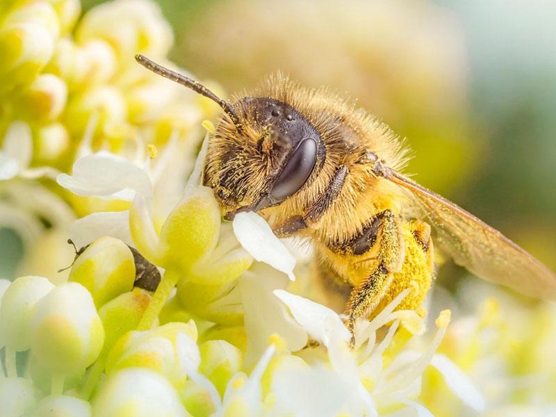 pollenverzameling door bijen
